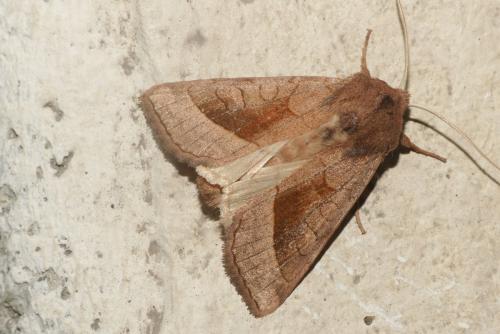 Réf. 212 081 : Hydraecia micacea